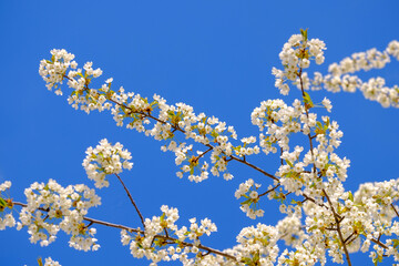 Wall Mural - branches of blossoming cherry white flowers on blue sky background, close-up, selective focus.