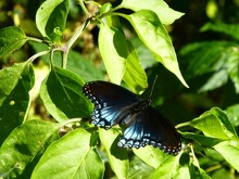 Red-spotted Purple Butterfly, (Limenitis Arthemis Astyanax) On A Green Leaf