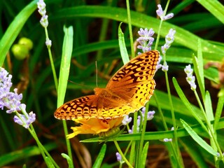 Poster - Closeup of Great Spangled Fritillary butterfly on lavender flower