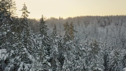 Sticker - Drone footage of a dense winter forest, and the snow-covered trees