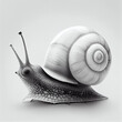 small mollusk with a coiled shell known for slow movement