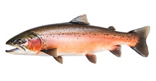 Salmon Fish In Transparent Background. Generative AI.