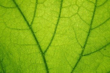 Macro texture of green leaf