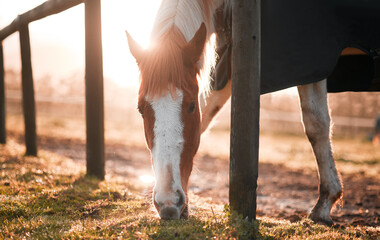 Canvas Print - Horses lend us the wings we lack. a horse eating grass on a farm.