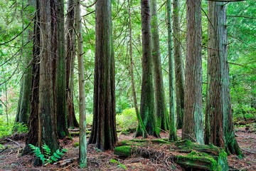 Poster - the trees in the forest are covered with mosses and ferns