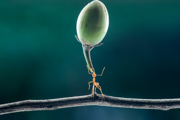 The power of weaver ant, Oecophylla lift Mimusop elengi  fruit