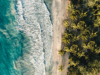 Wall Mural - aerial top drone view on sand beach,palm tree and ocean on the caribbean island of martinique, franc