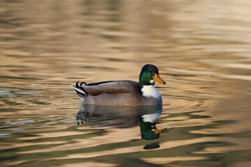 Canvas Print - High angle shot of a green mallard duck swimming on a pond