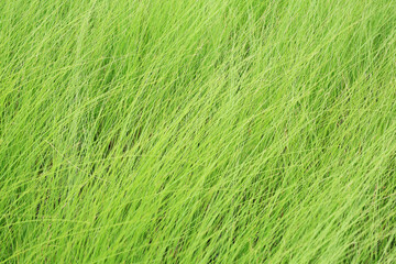 Wild green tall grass as a background. Beautiful natural pattern