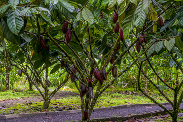 A view of cocao pods ripening in La Fortuna, Costa Rica during the dry season