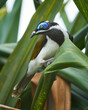 Male Blue-faced honeyeater in a palm tree at Noosa Heads, Queensland, Australia.