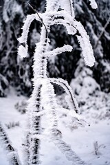 Canvas Print - Scenic winter landscape featuring a carpet of pristine snow, coated on the branches of trees