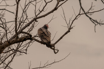 turkey vulture perched on a tree branch