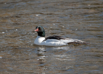 Poster - Beautiful Male Common Merganser