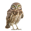 Burrowing Owl isolated on white background