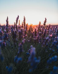 Poster - Beautiful vertical shot of a lavender field at sunset