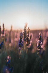 Poster - Beautiful vertical shot of a lavender field at sunset