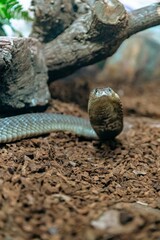 Wall Mural - Closeup of Cobra snake near tree bark