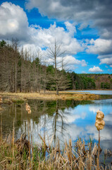 Wall Mural - With the warm weather that April brings, some of the grasses are starting to grow along the shore's edge at Hawkins Pond in Upstate NY. Dry grass is still the norm in the marsh in early Spring.