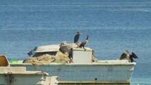 Cormorants On Boat