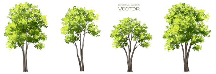 Wall Mural - vector watercolor of tree side view isolated on white background for landscape and architecture draw