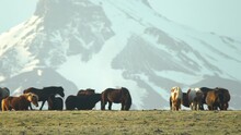 Icelandic horses snowy mountain background, alpenglow
