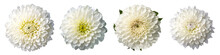 Assorted White Dahlia Flower Heads On Transparent PNG Background. Created With Generative AI.	
