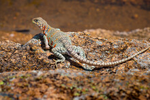 Eastern Collared Lizard Or Mountain Boomer With Orange Spots Sits On A Rock