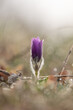 Greater pasque flower