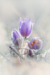 Greater pasque flowers