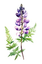 Watercolor Illustration Of Lupine Flower Isolated On White Background. Generative AI.