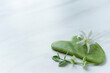 Green jade Gua sha, small branch of green leaves and white flower in the lower right corner on the light marble background. Copy space. Flat lay. Spa composition