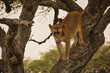 Löwin auf Baum schlafend und gähnend. Tanzania, Ndutu Schutzgebiet 