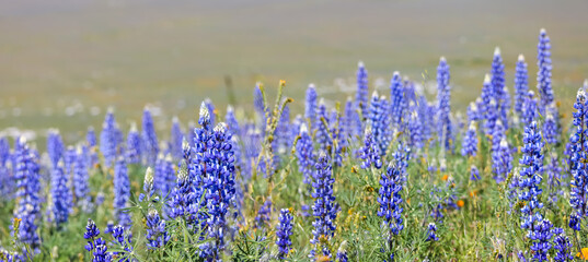 Sticker - Blue Lupine flowers in wildflower meadow at Arvin, California panoramic view.