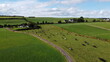 A cows on a pasture in Ireland, top view. Organic Irish farm. Cattle grazing on a grass field, landscape. Animal husbandry. Green grass field under blue sky
