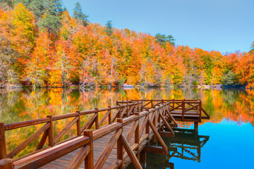 Poster - Autumn forest landscape reflection on the water with - Autumn landscape in (seven lakes) National park of  Yedigoller, Bolu 