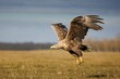 © Robin Lowry/Wirestock Creators - Majestic White Tailed Eagle takes flight from a lush, grassy field, its wings spread wide
