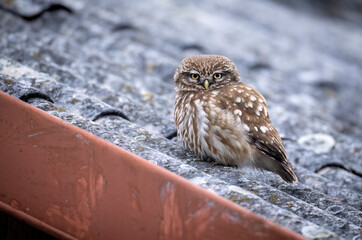 Poster - Little owl ( Athene noctua ) close up