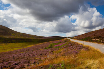 Wall Mural - Hills full of heather in Cairnwell Pass in the Scottish Highlands, Scotland.