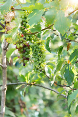 Poster - Large bunches of grapes. Grape vines in the garden, gardening. Seasonal harvest.	