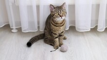 Tabby Cat Playing On Floor With Soft Dangling Gray Ball,curtains Background Inside Home.domestic Pet,love And Care Animals Concept,cute Female Kitty With Yellow Eyes,brown Grays Stripes On Body