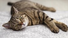 Adorable Tabby Cat Lying On Floor Gray Carpet Relax Falling Asleep.cute Domestic Pet With Yellow Eyes Stretching The Paws,close Eyes.nap Time