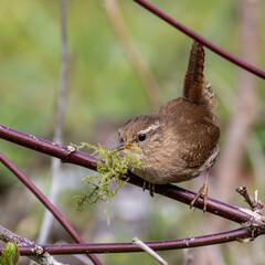 Canvas Print - Wren carrying moss in its beak for nest building.