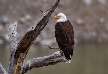 Sticker - Bald Eagle watching the Yellowstone River