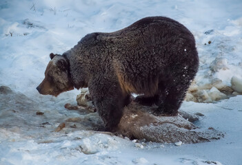 Sticker - Grizzly feeding after winter awakening