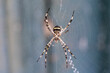 Garden weaver spider in its web. Argiope argentata.