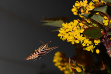 Sphinx Moth Gathering Pollen