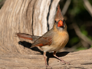 Wall Mural - Close Up of a Female Northern Cardinal Standing on a Log and Looking at the Camera