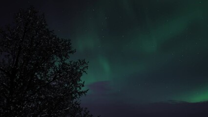Wall Mural - The Northern Lights (Aurora Borealis) shining on a starry night sky behind a silhouette of a tree. Time Lapse.