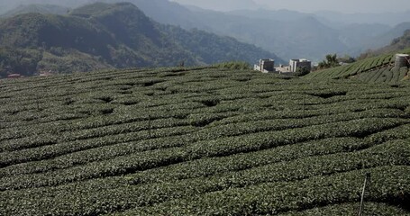 Sticker - Tea field in Shizhuo Trails at Alishan of Taiwan